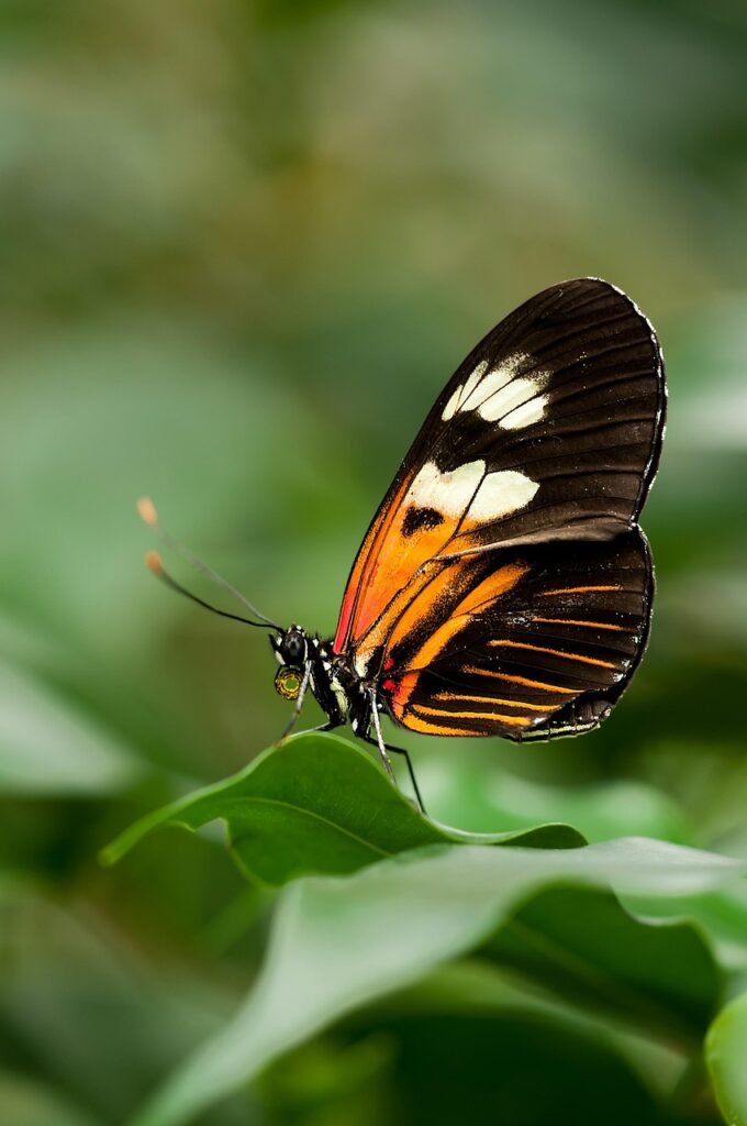 postman butterfly, butterfly, garden, heliconius melpomene, insect, animal, nature, closeup, butterfly, butterfly, butterfly, butterfly, butterfly